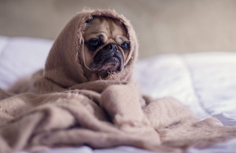 Lo stress da rientro: anche i cani soffrono della depressione post vacanze
