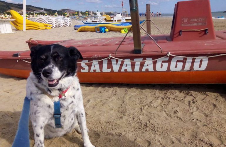 NUOVO AFFILIATO A TRIPPET! HOTEL MARINA PET-LOVERS
